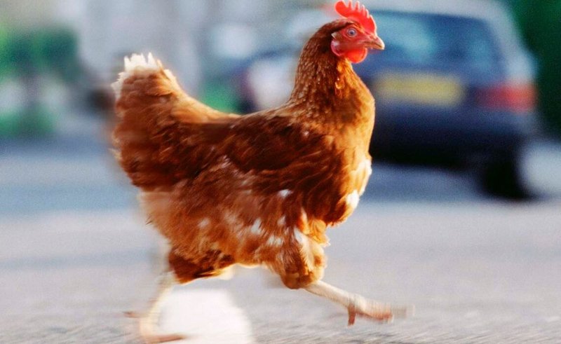 Bienvenida a Chicken Road, el nuevo juego de casino en España