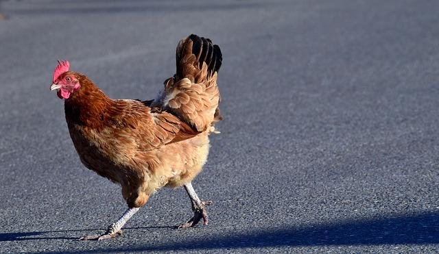 Best chicken road game in Spain