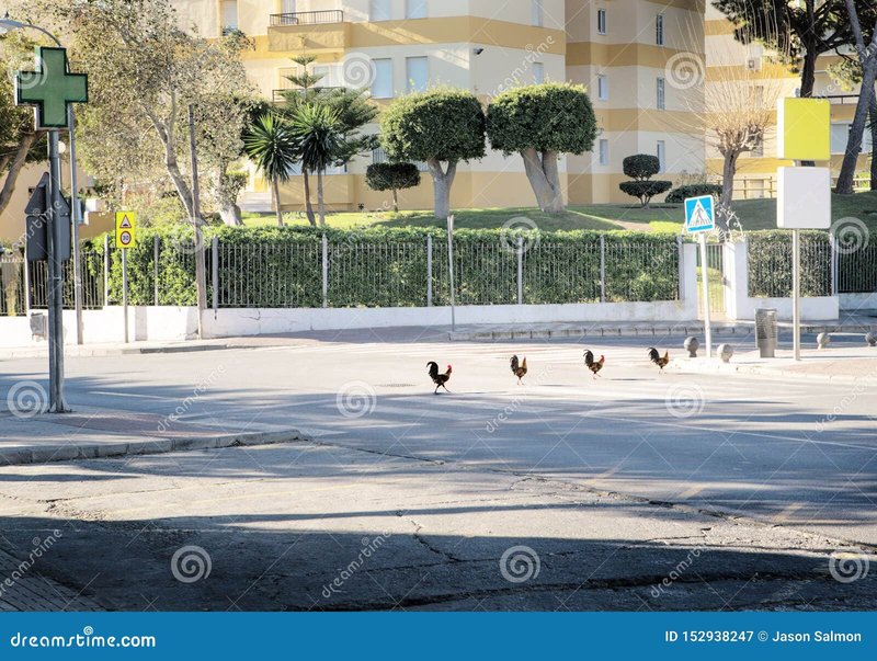 Explore juego chicken road Explore juego chicken road